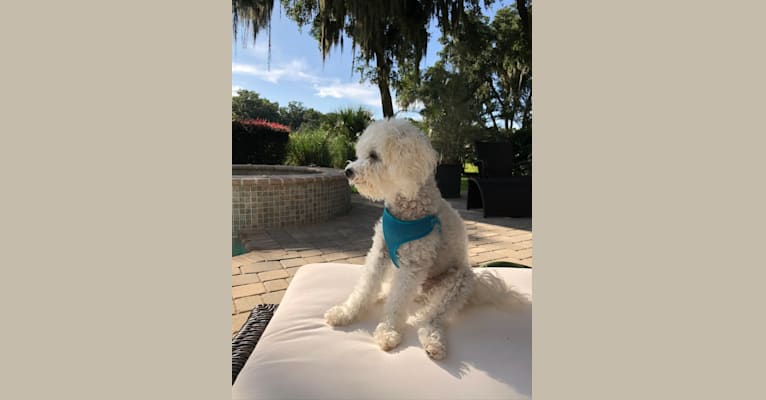 Peyton, a Poodle (Small) tested with EmbarkVet.com