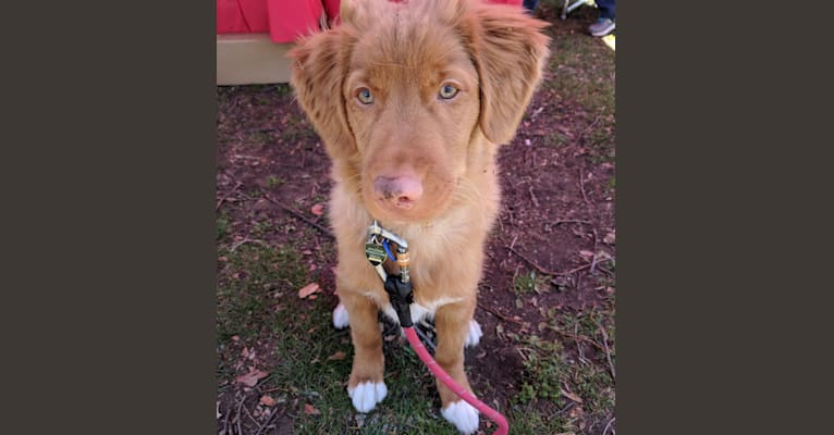 Photo of Ajax, a Nova Scotia Duck Tolling Retriever  in Whitby, ON, Canada