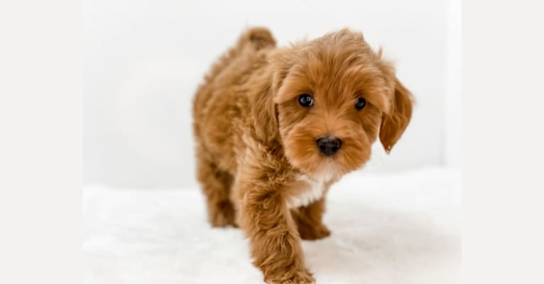 scout, a Goldendoodle tested with EmbarkVet.com