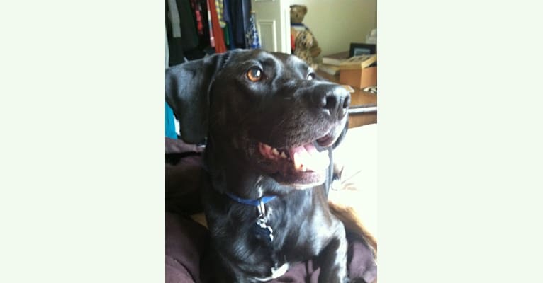 Chaning, a Beagle and Labrador Retriever mix tested with EmbarkVet.com