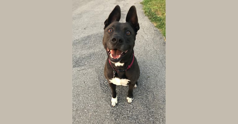 Photo of Dingo, an American Pit Bull Terrier, German Shepherd Dog, Chow Chow, and American Staffordshire Terrier mix in Georgetown, Kentucky, USA