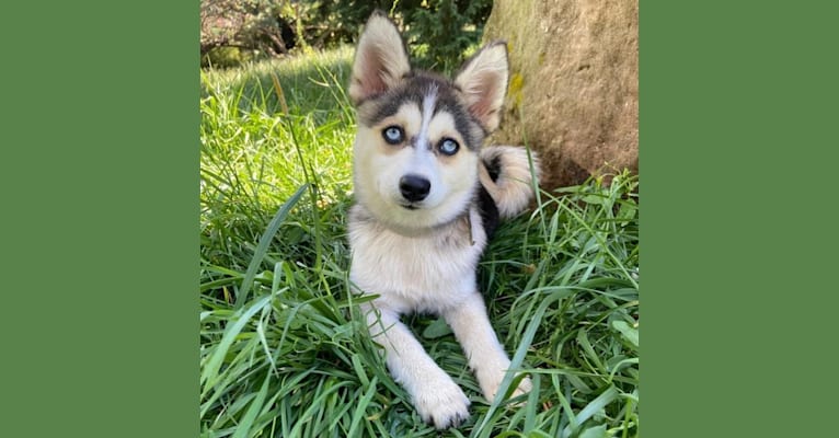 Photo of Rheìa, a Pomsky  in Gripport, France