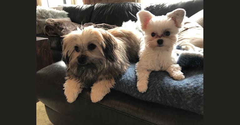 Photo of Sai, a Chihuahua, Poodle (Small), and Shih Tzu mix in Toronto, Ontario, Canada