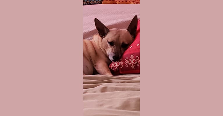 Chino, a Chihuahua and Pomeranian mix tested with EmbarkVet.com