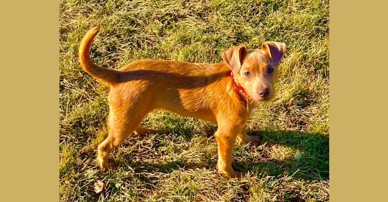Mikey, a Dachshund and Chihuahua mix tested with EmbarkVet.com