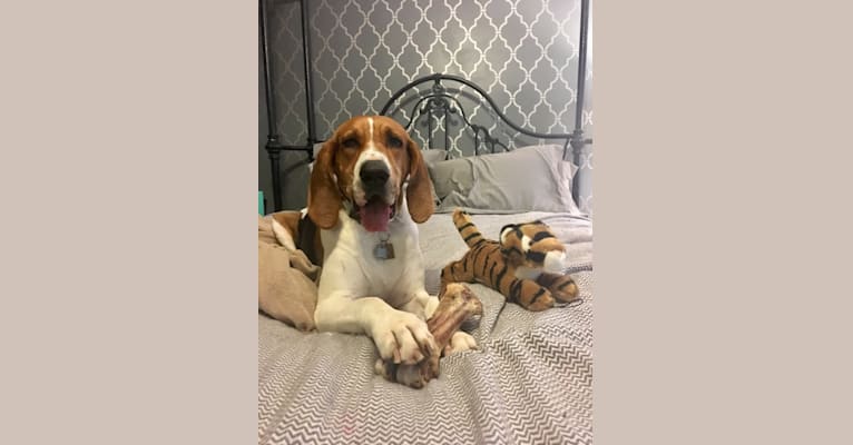 Archie, a Treeing Walker Coonhound tested with EmbarkVet.com