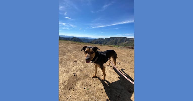 Photo of Kuma, a Chihuahua, Pomeranian, German Shepherd Dog, American Pit Bull Terrier, Rottweiler, and Labrador Retriever mix in Los Angeles, California, USA