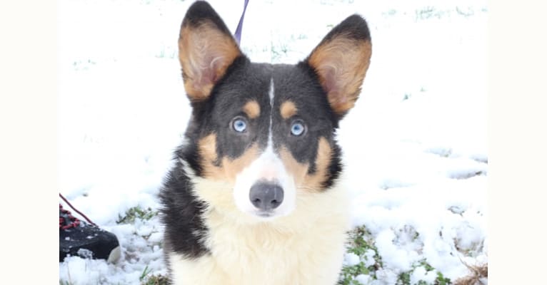Butterball, a Pembroke Welsh Corgi tested with EmbarkVet.com