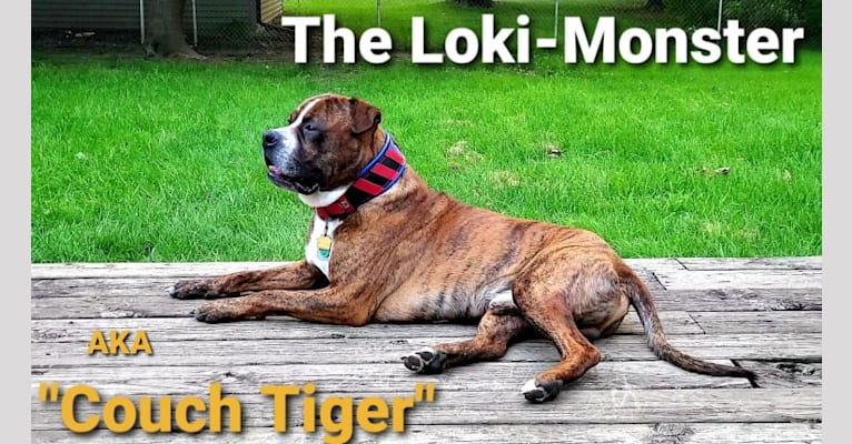 Loki, an American Pit Bull Terrier (4.7% unresolved) tested with EmbarkVet.com
