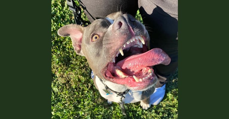 MaSiWei, an American Bully tested with EmbarkVet.com