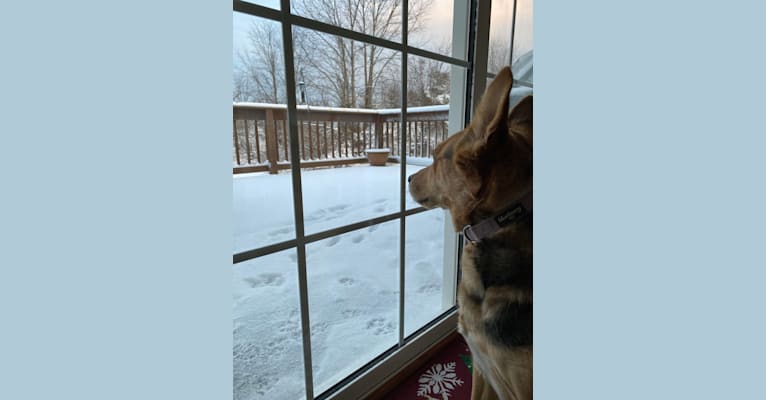 Photo of Zola, a Siberian Husky, American Pit Bull Terrier, American Eskimo Dog, Beagle, and American Foxhound mix in Greensboro, North Carolina, USA