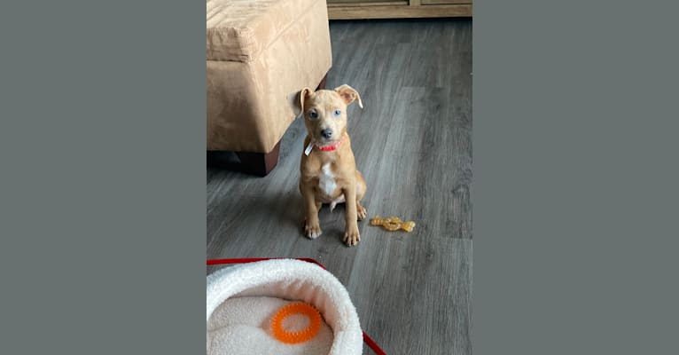 Mikey, a Dachshund and Chihuahua mix tested with EmbarkVet.com