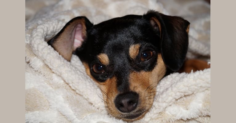 Miniature pinscher half chihuahua outlet