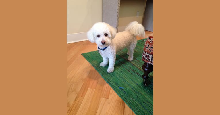 Dylan, a Bichon Frise tested with EmbarkVet.com