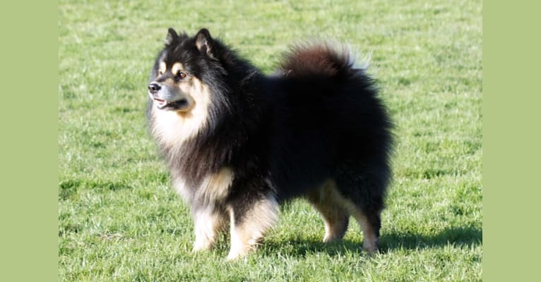 Photo of Saami, a Finnish Lapphund  in Calgary, AB, Canada
