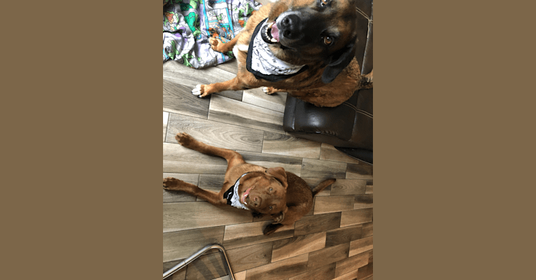 Luca, an American Bulldog and German Shepherd Dog mix tested with EmbarkVet.com