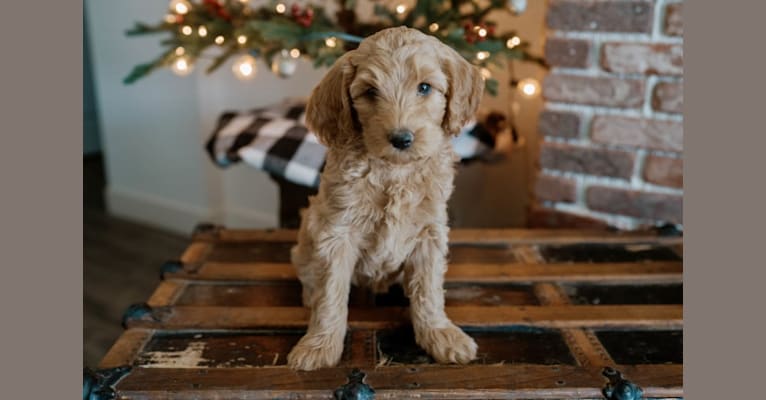 Spritz Bella, a Goldendoodle tested with EmbarkVet.com