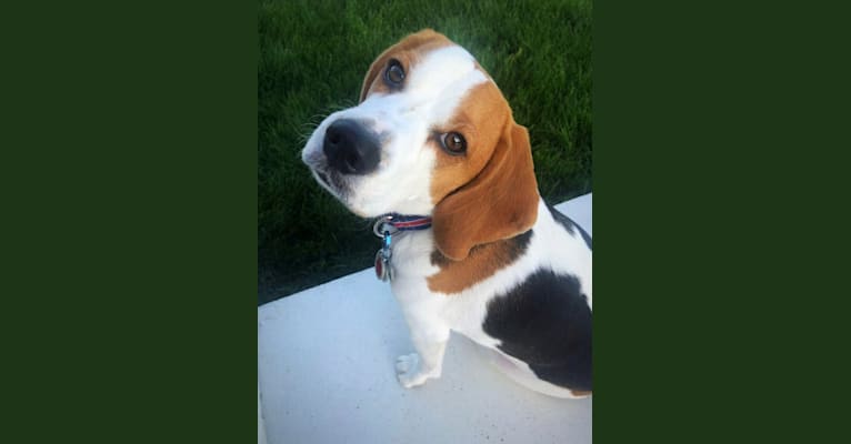 Snoopy, a Beagle tested with EmbarkVet.com