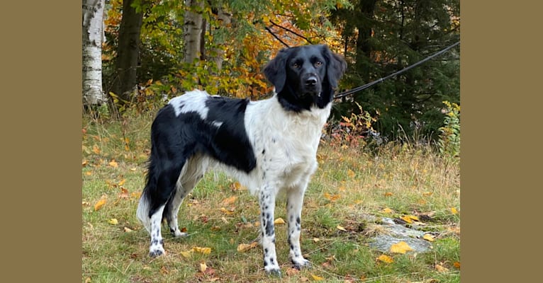 Annetje, a Stabyhoun tested with EmbarkVet.com