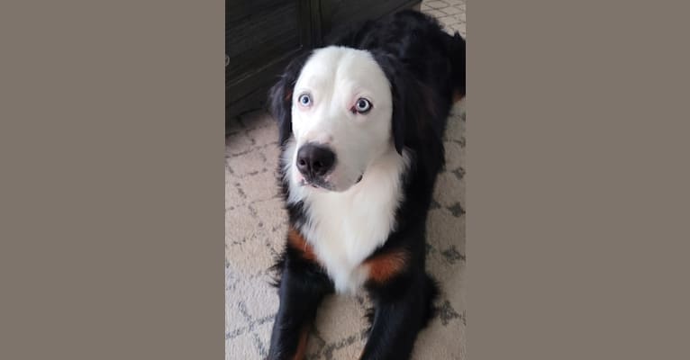 Blue, a Bernese Mountain Dog tested with EmbarkVet.com