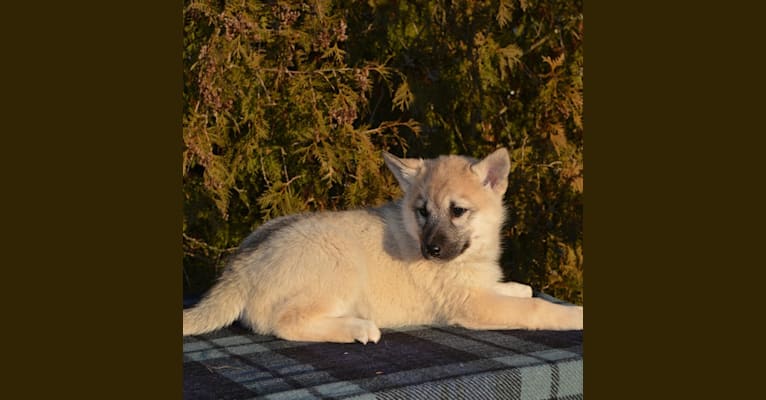 Ora, a Siberian Husky and Belgian Tervuren mix tested with EmbarkVet.com