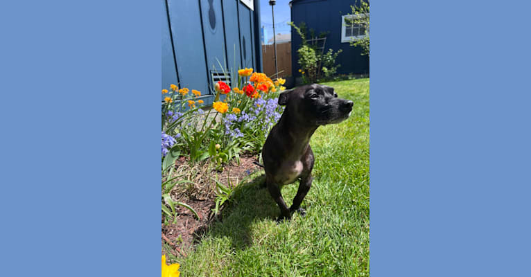 Fay, a Rat Terrier and Chihuahua mix tested with EmbarkVet.com