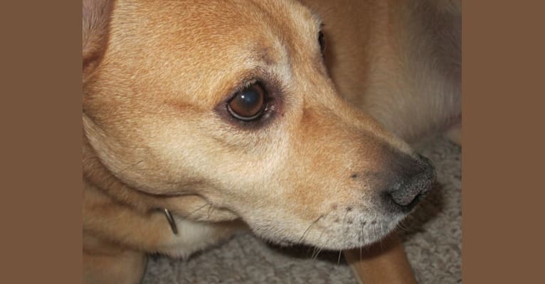 Kirby, a Pomeranian and American Pit Bull Terrier mix tested with EmbarkVet.com