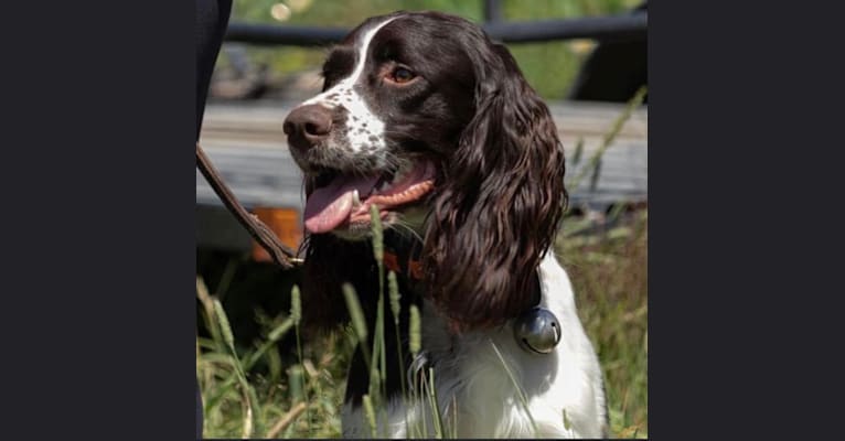 Photo of Megan ProHunter Des Appalaches, a French Spaniel  in Saint-Georges, QC, Canada