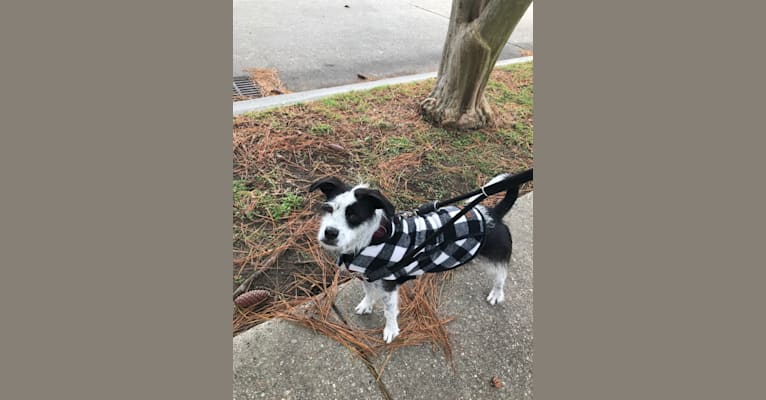 Liza Jane, an American Pit Bull Terrier and Shih Tzu mix tested with EmbarkVet.com