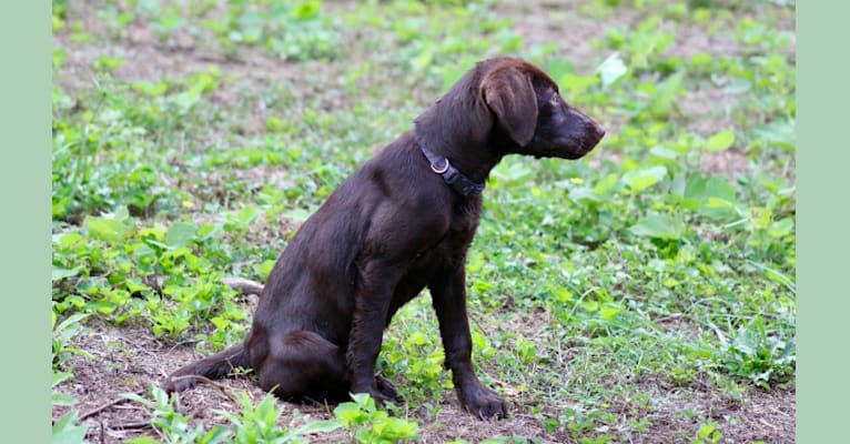 Indi, a Labrador Retriever tested with EmbarkVet.com