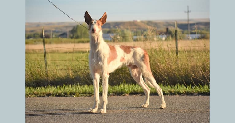 Photo of Bowie, an Ibizan Hound  in Billings, MT, USA