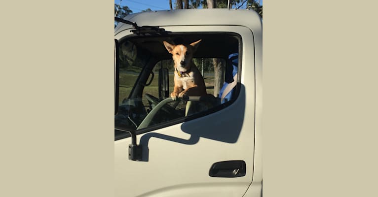 Chamonix, an Australian Cattle Dog and Australian Kelpie mix tested with EmbarkVet.com
