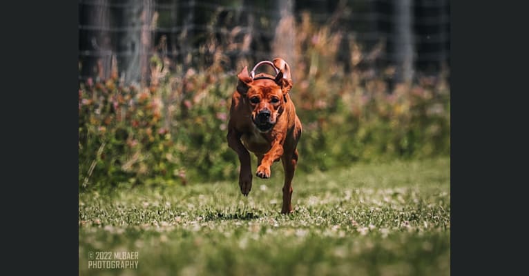 Willow, a Mountain Cur tested with EmbarkVet.com