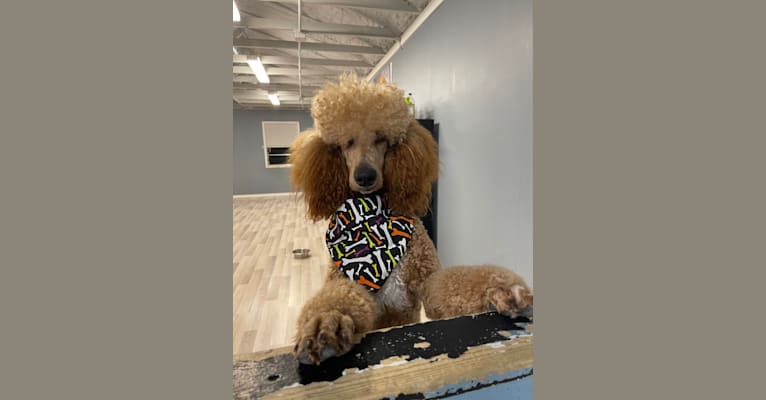 Captain Scooby Doo, a Poodle (Standard) tested with EmbarkVet.com