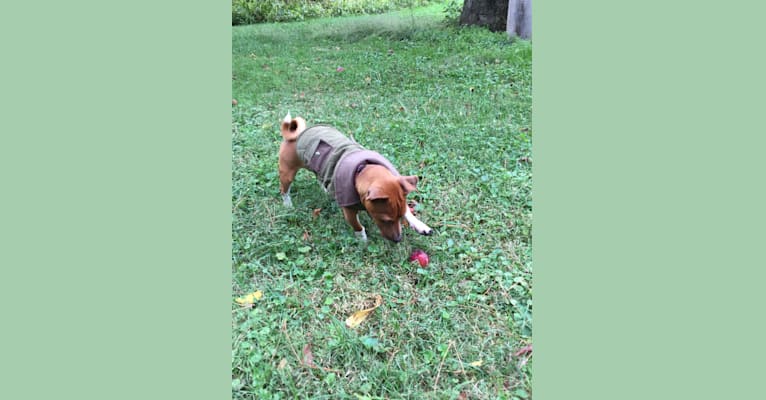 Photo of Romeo, a Taco Terrier  in Pickerington, Ohio, USA