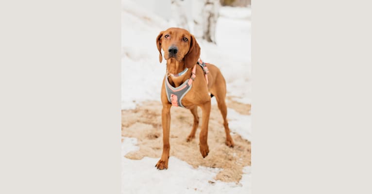 Addie, a Redbone Coonhound tested with EmbarkVet.com