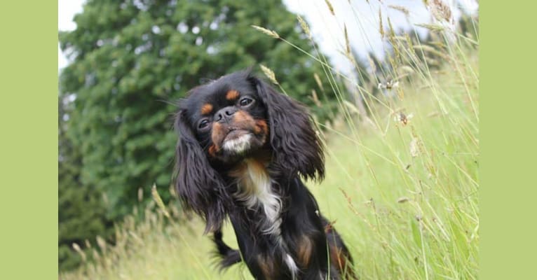 Maisey, a Cavalier King Charles Spaniel and English Toy Spaniel mix tested with EmbarkVet.com