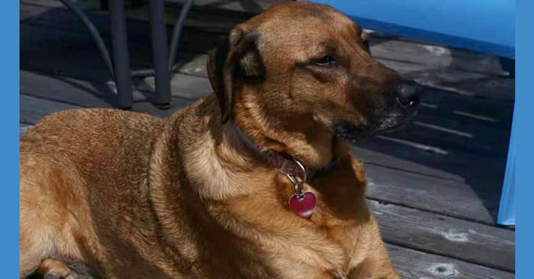 Sansa, a Labrador Retriever and German Shepherd Dog mix tested with EmbarkVet.com