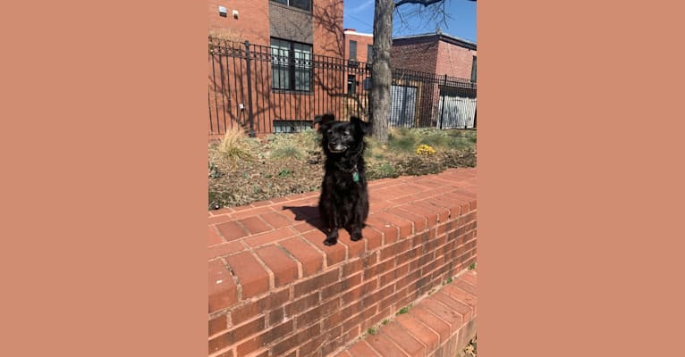 Photo of Henri, a Chihuahua, Poodle (Small), Russell-type Terrier, Pomeranian, and Shih Tzu mix in Nashville, Tennessee, USA