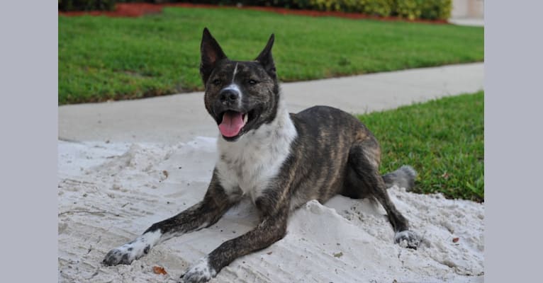 Mojo, an Australian Cattle Dog and American Pit Bull Terrier mix tested with EmbarkVet.com