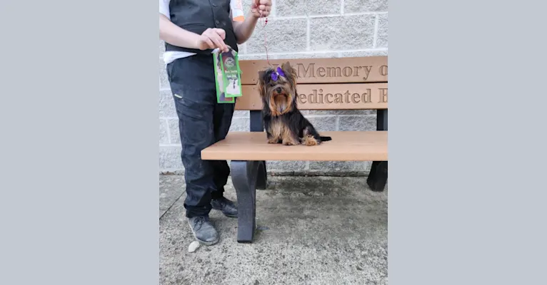 Photo of Kazoo, a Yorkshire Terrier  in Yorkies Kisses, Indiana 3, Kendallville, IN, USA