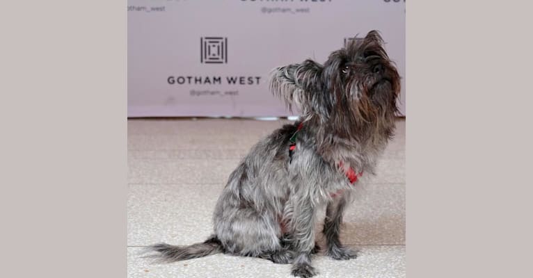 Photo of Jackson Miller, a West Highland White Terrier, Chihuahua, Pekingese, and Poodle (Small) mix in New York, New York, USA