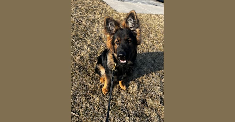 Xenavi, a German Shepherd Dog tested with EmbarkVet.com