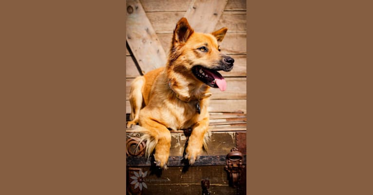 Maya, an Australian Cattle Dog and Siberian Husky mix tested with EmbarkVet.com
