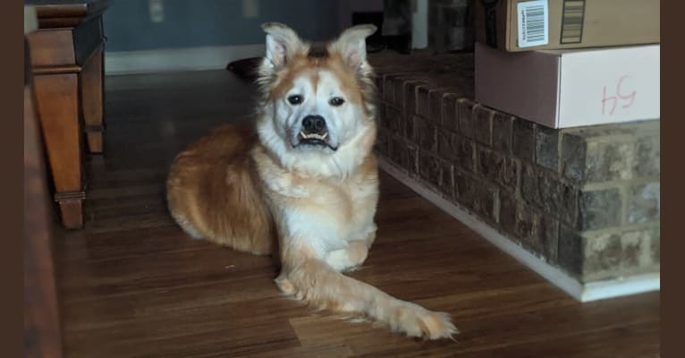 Chester, an American Eskimo Dog and Chow Chow mix tested with EmbarkVet.com