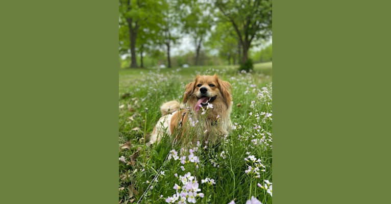 Photo of Courage, a Cocker Spaniel, Lhasa Apso, Beagle, and Mixed mix in Binghamton, New York, USA