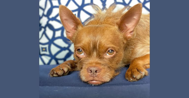 Photo of Chewbacca, a Boston Terrier and Yorkshire Terrier mix in Arkansas, USA