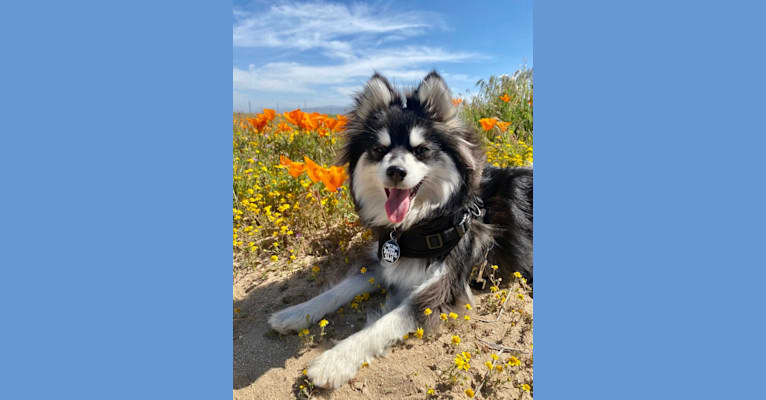 Gunner, a Pomsky tested with EmbarkVet.com