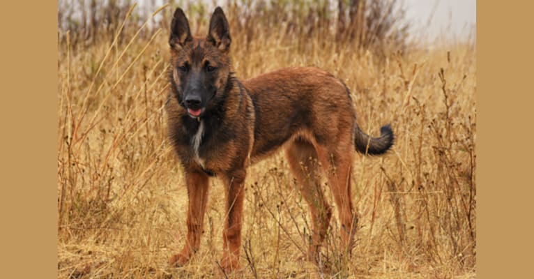 Mesa, a Belgian Malinois and Border Collie mix tested with EmbarkVet.com