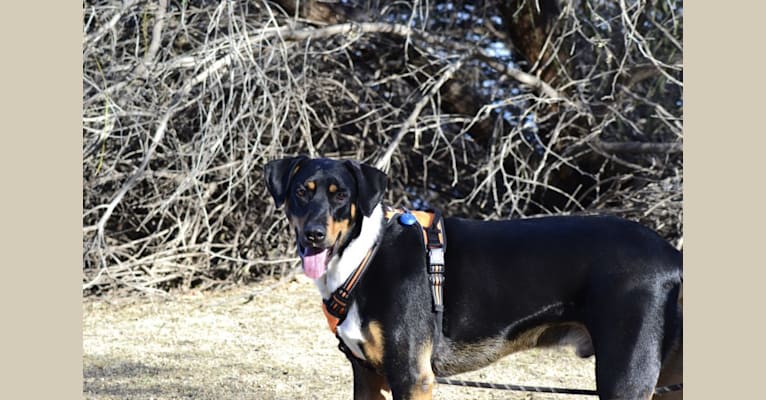 Photo of Walker, a Doberman Pinscher, Australian Cattle Dog, and Australian Shepherd mix in Gilbert, Arizona, USA